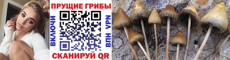 где можно купить Волосово ссылка на мегу зеркало Псилоцибиновые грибы Psilocybe